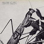 Courtney Barnett - Creature Of Habit     [March 2026]